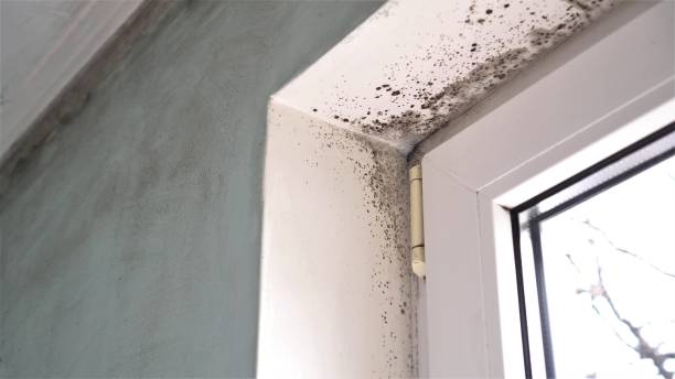 Best Attic Mold Removal  in St Stephen, SC
