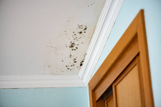 Best Mold Cleaning Services  in St Stephen, SC