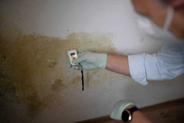 Best Same-Day Mold Removal  in St Stephen, SC