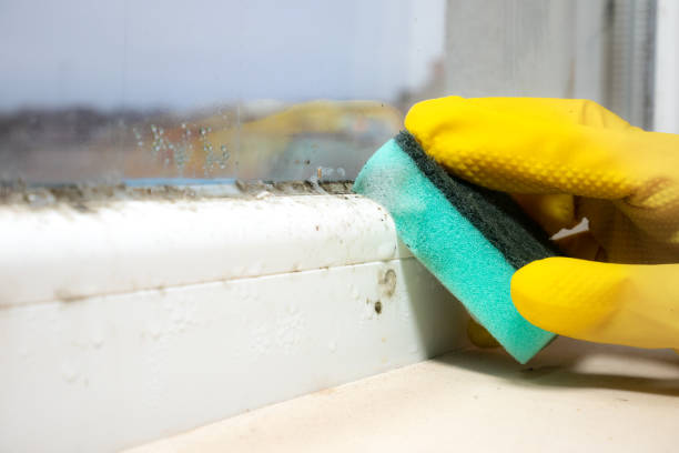 Certified Mold Removal in St Stephen, SC