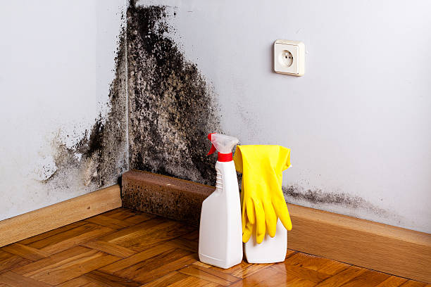 Best Crawl Space Mold Removal  in St Stephen, SC