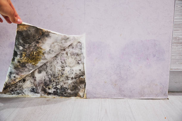 Best Mold Removal Company Near Me  in St Stephen, SC